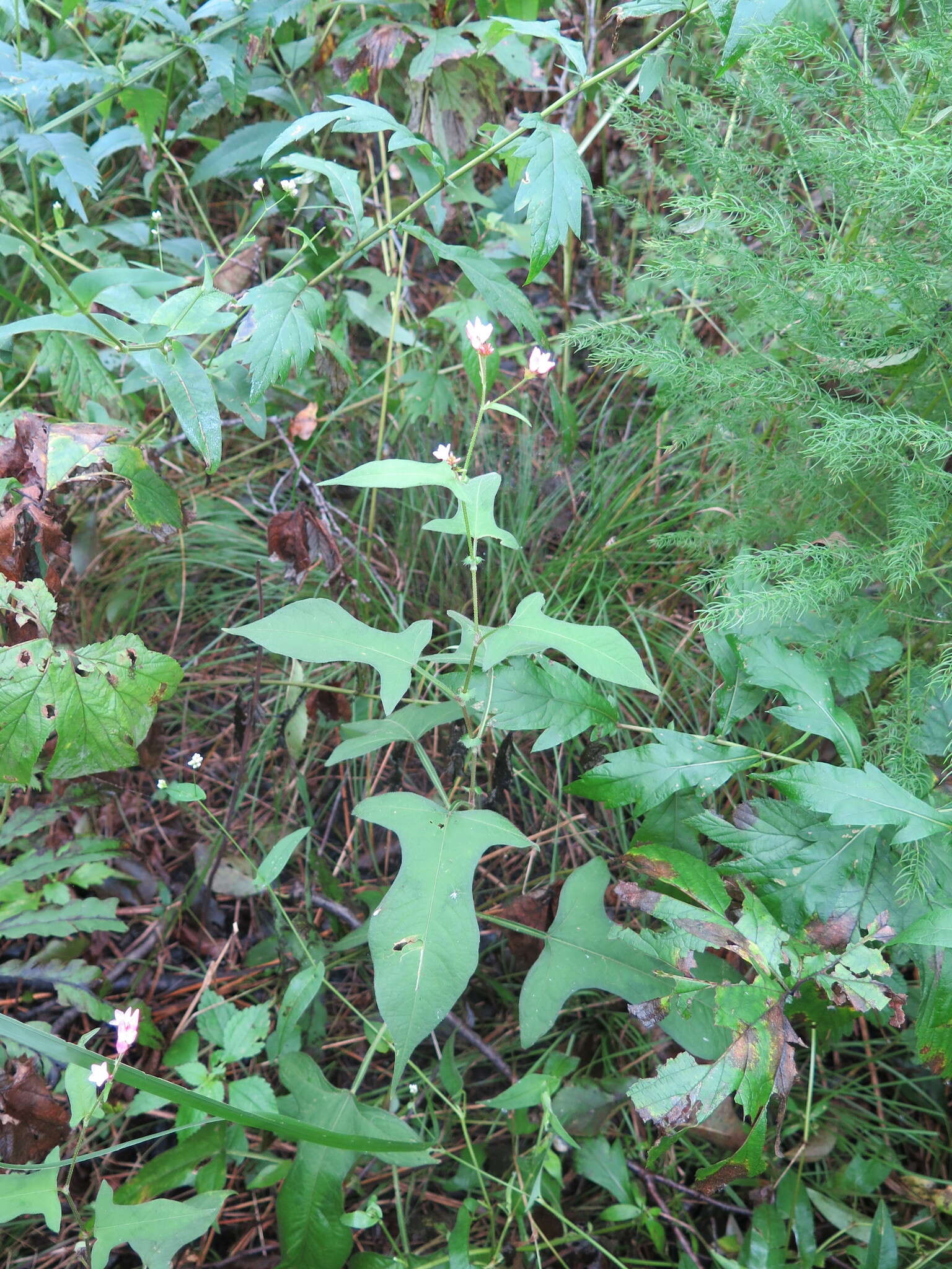 Sivun Persicaria thunbergii (Sieb. & Zucc.) H. Gross kuva