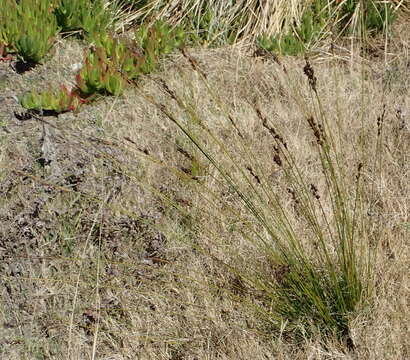 Image of Tetraria cuspidata (Rottb.) C. B. Clarke