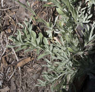 Image de Antennaria rosea subsp. rosea