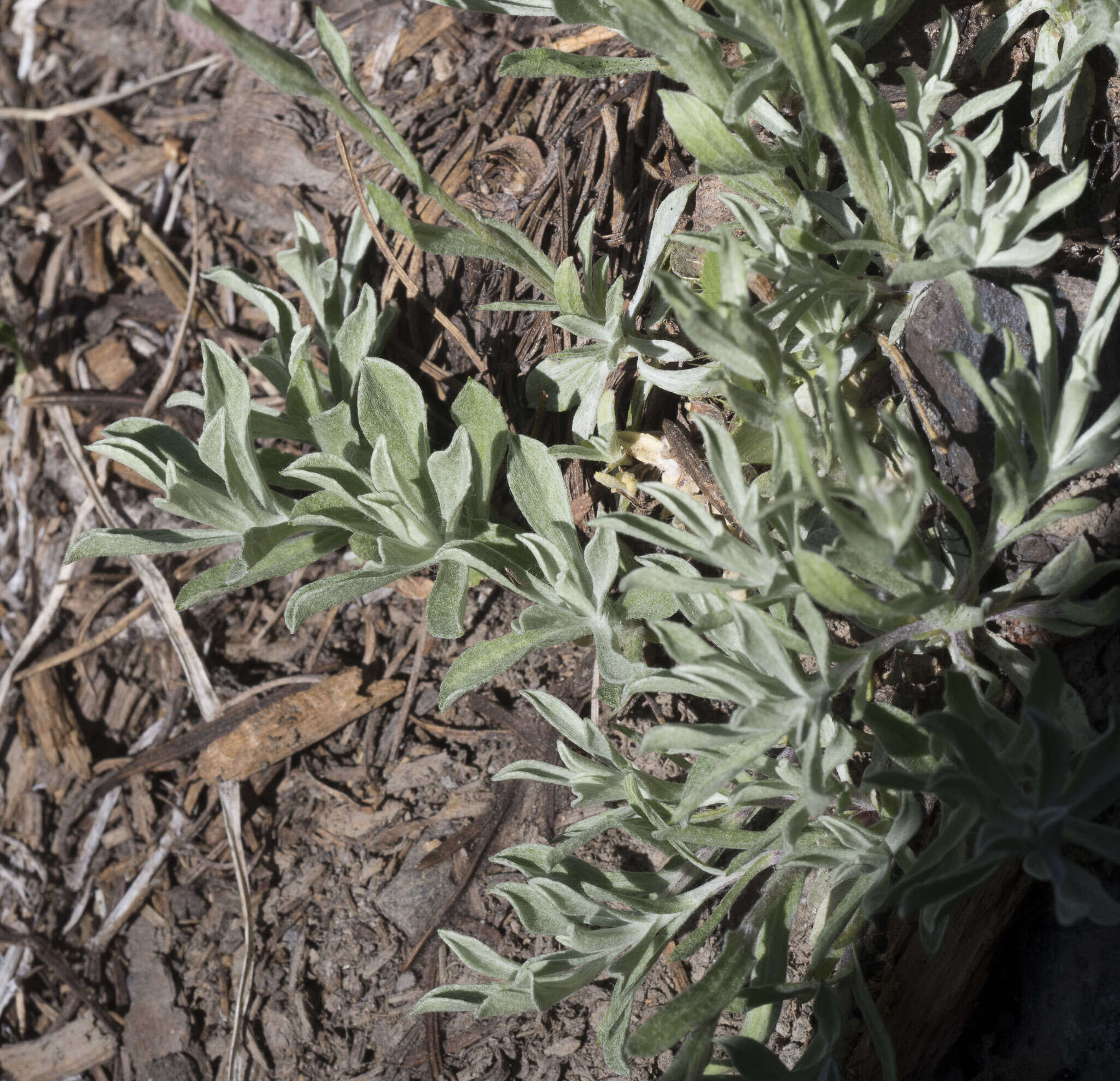 Imagem de Antennaria rosea subsp. rosea