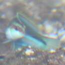 Image of Greenfish