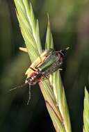 Image of <i>Clanoptilus marginellus</i>