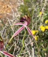 Image of Blushing spider orchid