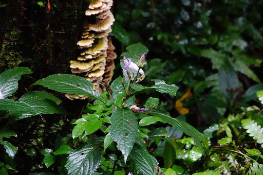 Strobilanthes formosana S. Moore resmi