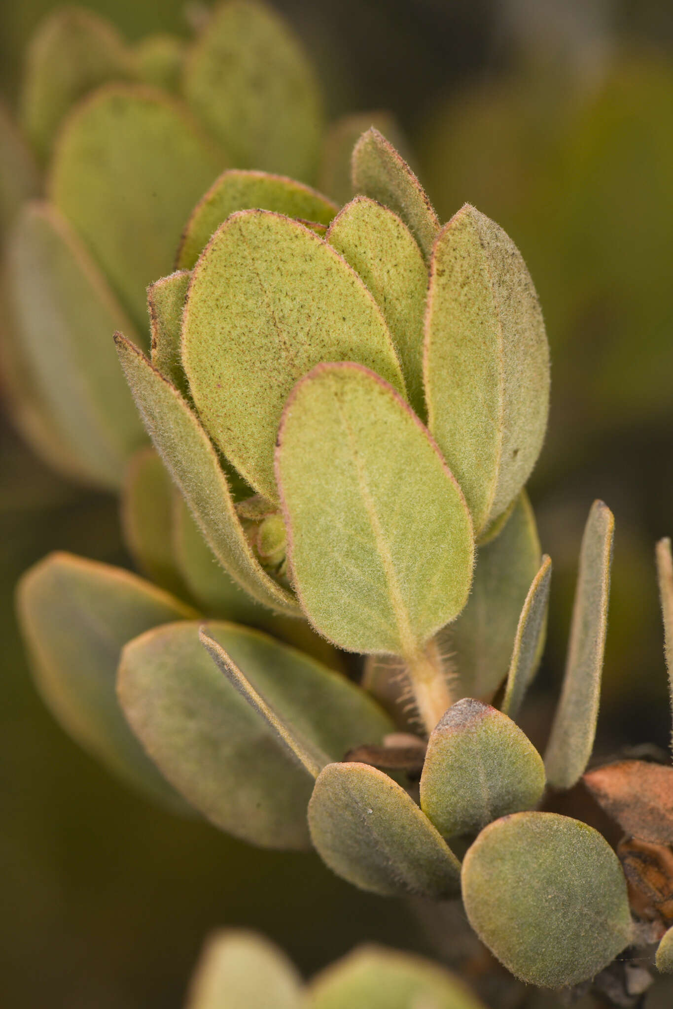 Image of Del Norte manzanita