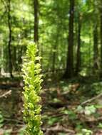 Image of palegreen orchid