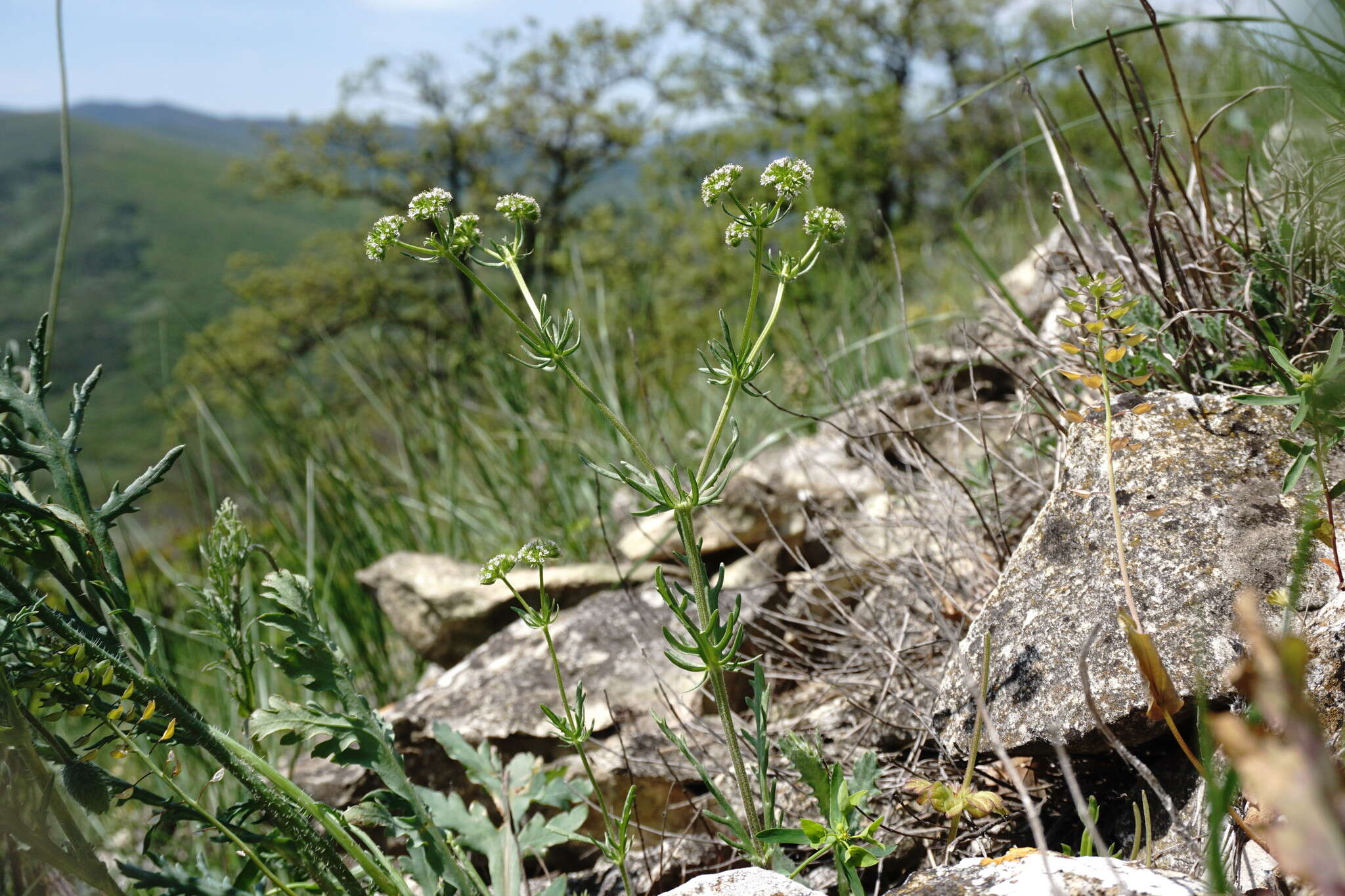 Image of Valerianella uncinata (Bieb.) Dufresne