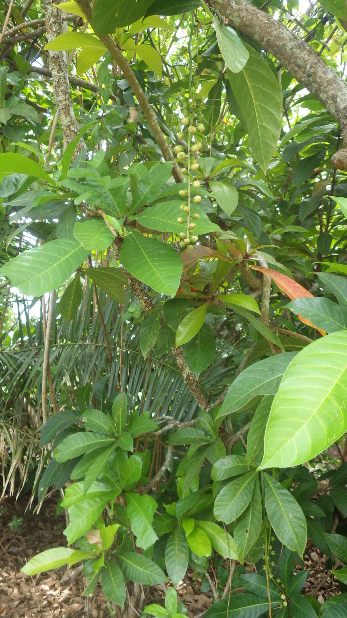 Слика од Barringtonia racemosa (L.) Spreng.