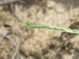 Image of rat's-tail fescue