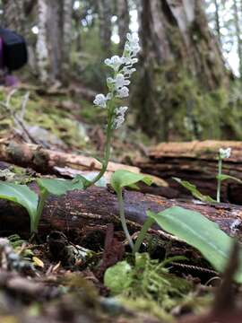 Plancia ëd Platanthera brevicalcarata Hayata