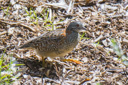 Image of Painted Buttonquail