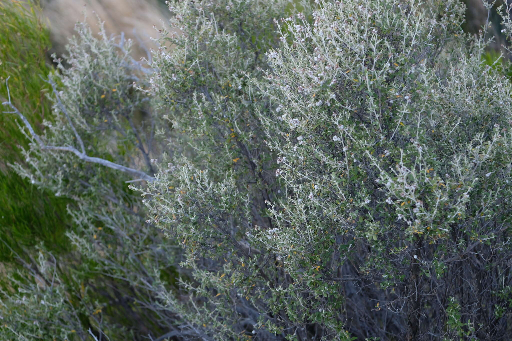 Image of Tarchonanthus minor Less.