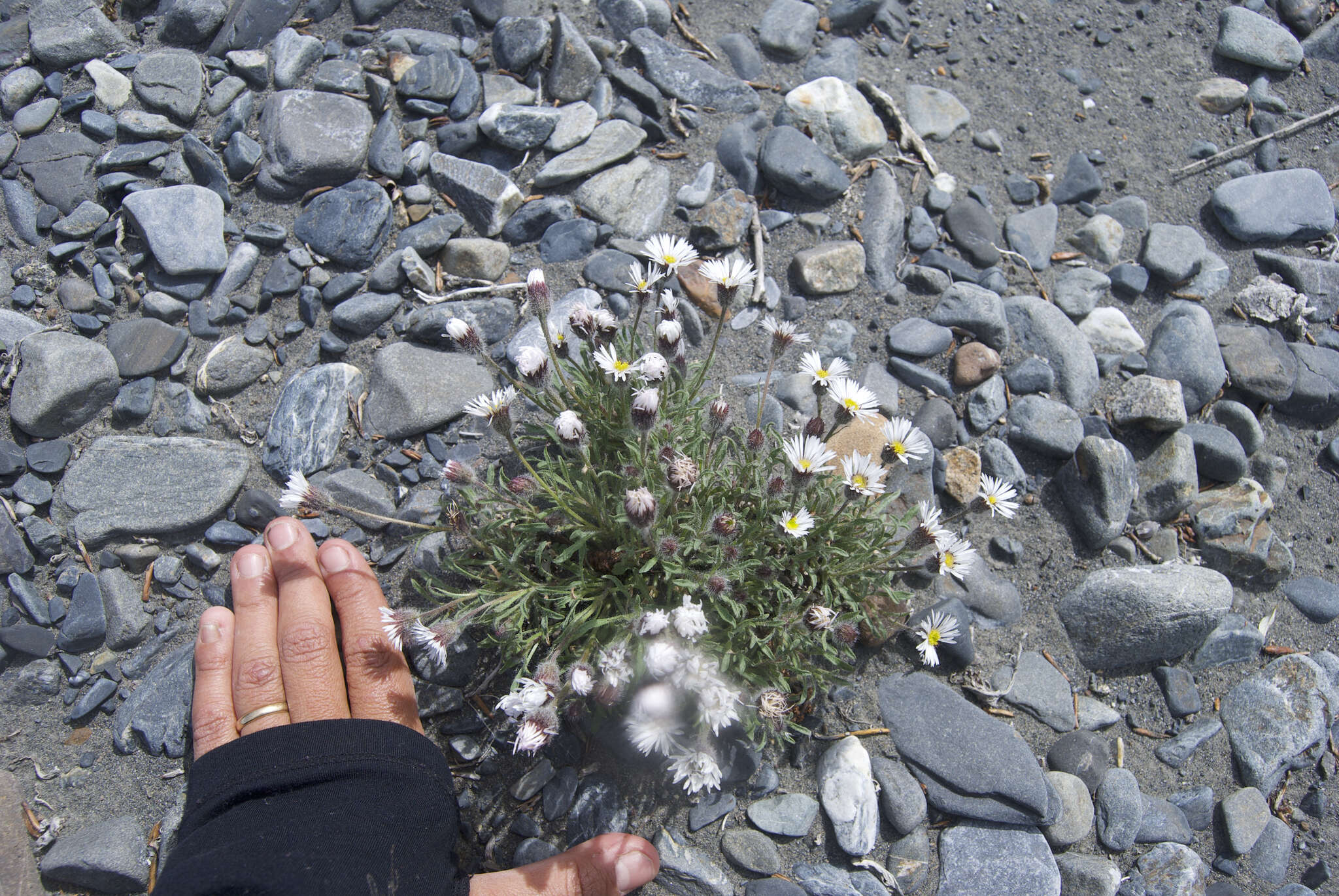 Image of Mex's fleabane