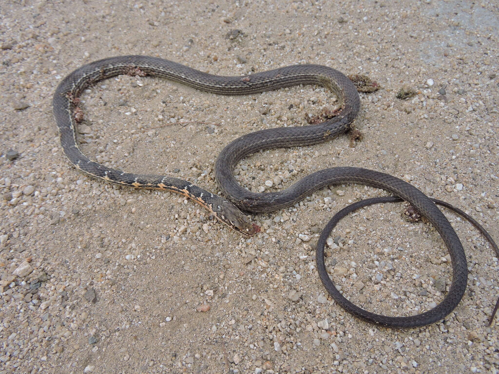 Image of Baja California Striped Whip Snake