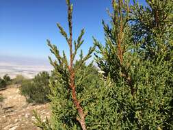 Image de Juniperus foetidissima Willd.
