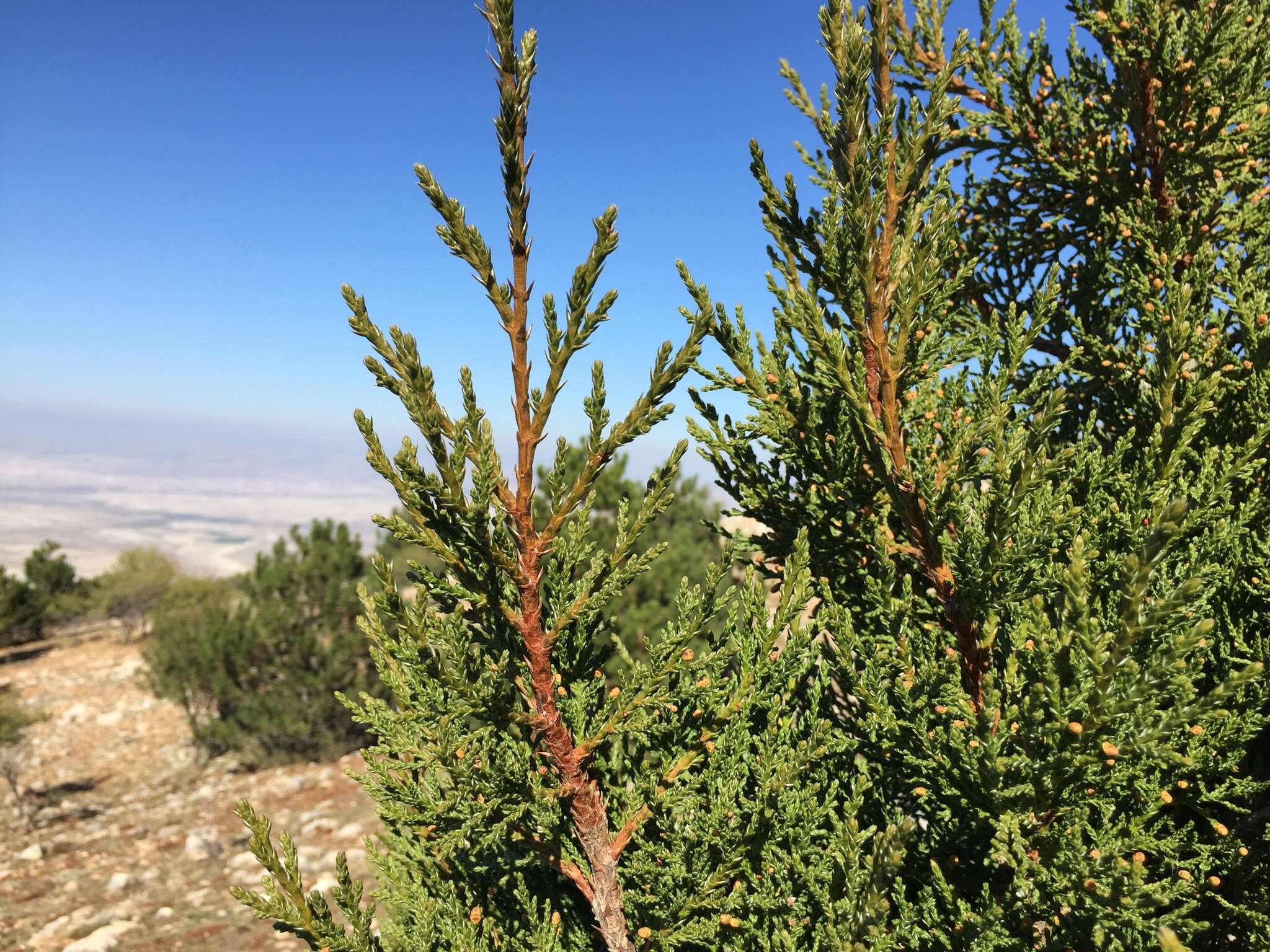 Слика од Juniperus foetidissima Willd.