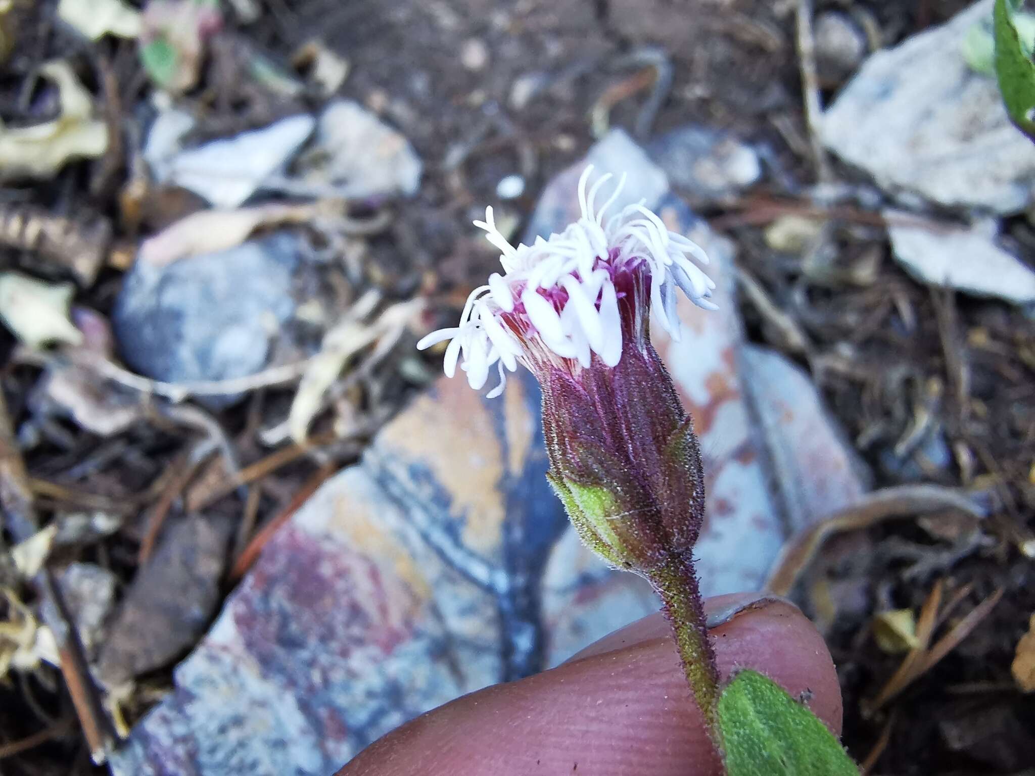 Image of Brickellia nesomii B. L. Turner