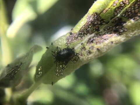 Image of Plagiodera (Plagiomorpha) californica (Rogers 1856)