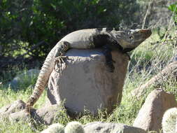 Image of Ctenosaura conspicuosa Dickerson 1919