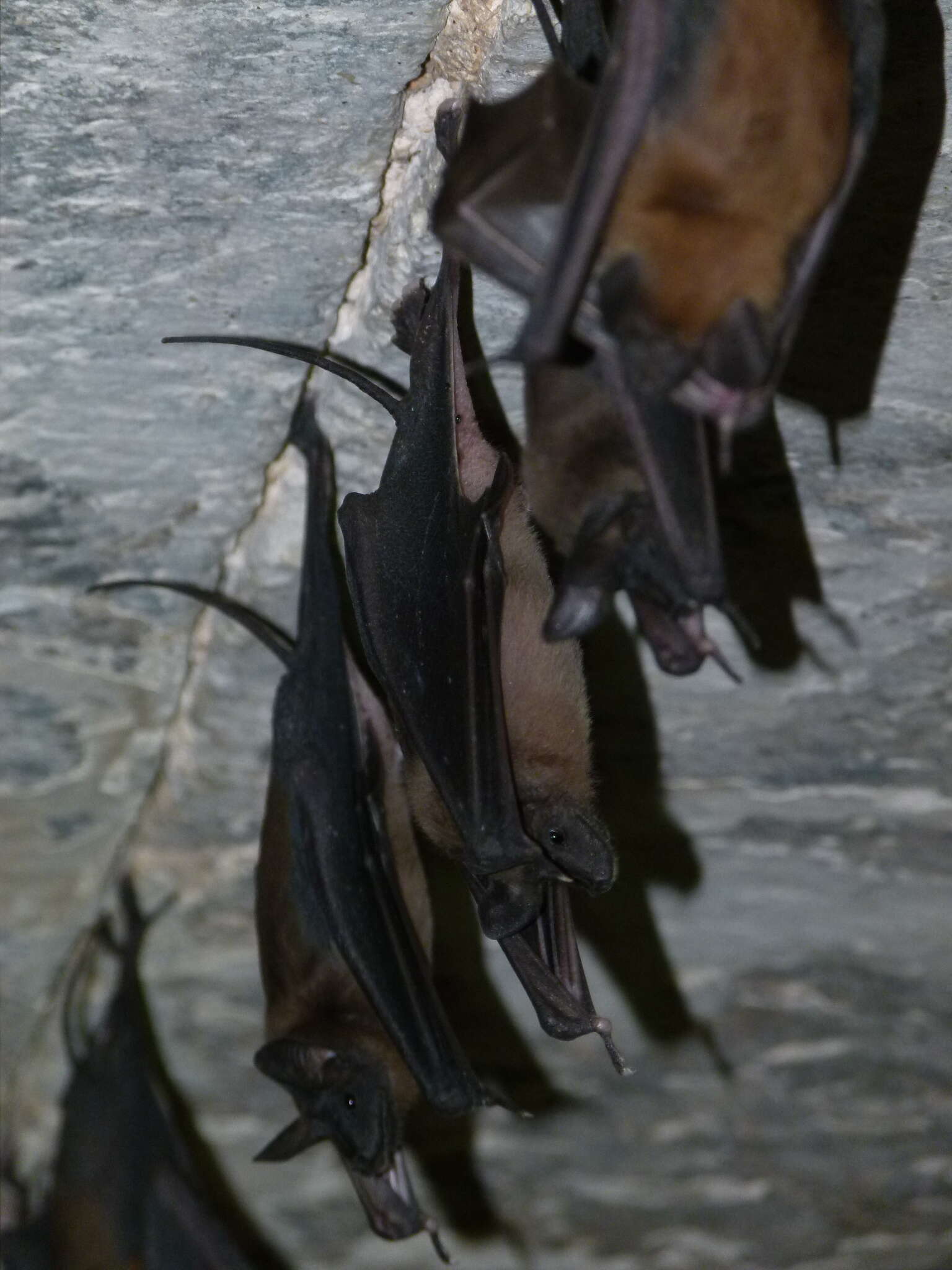 Image of Greater Mouse-tailed Bat