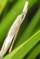 Image of <i>Agriocnemis <i>falcifera</i></i> falcifera