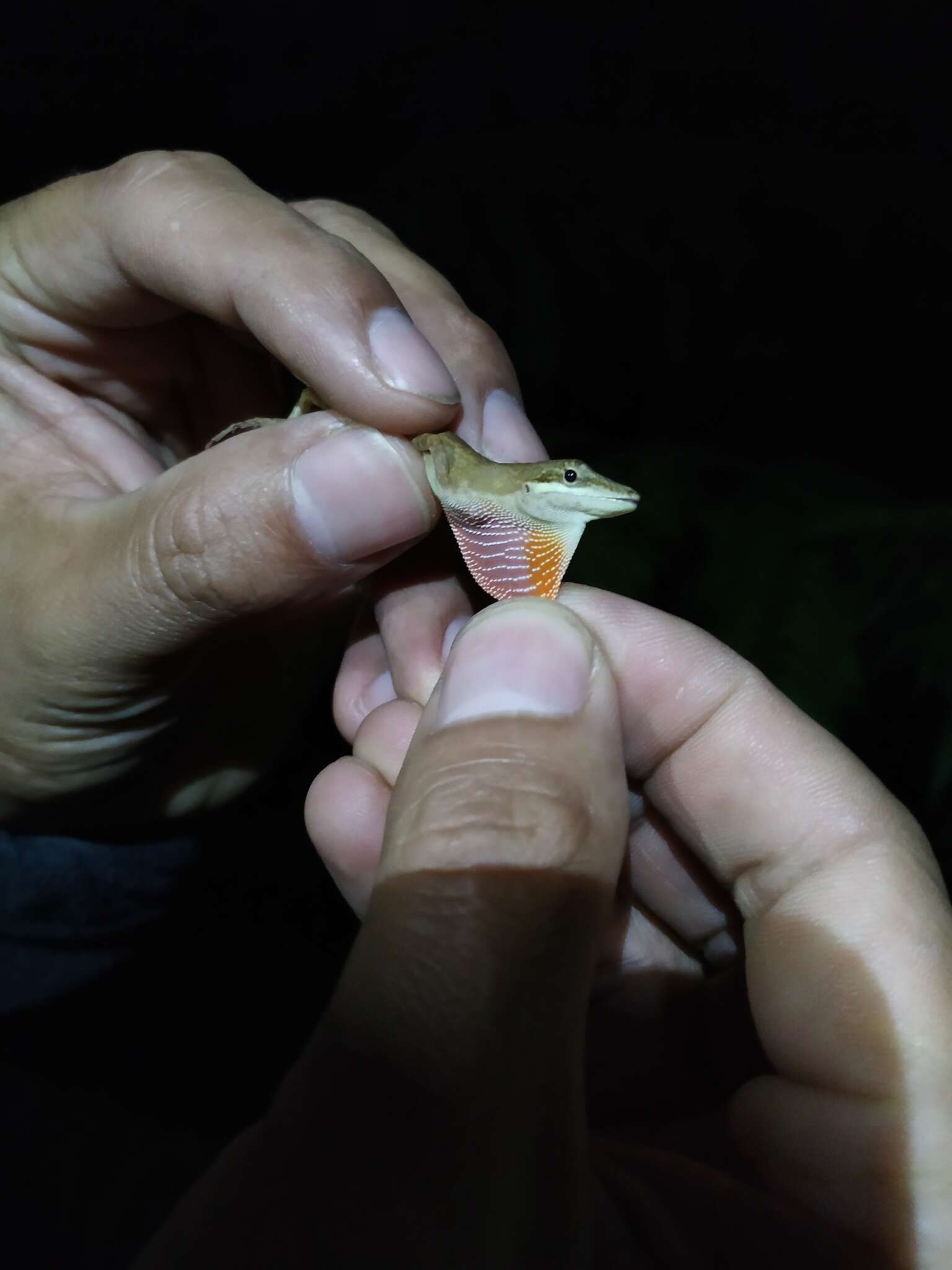 Image of Kempton's Anole