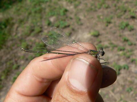 Image of Chalcolestes Kennedy 1920