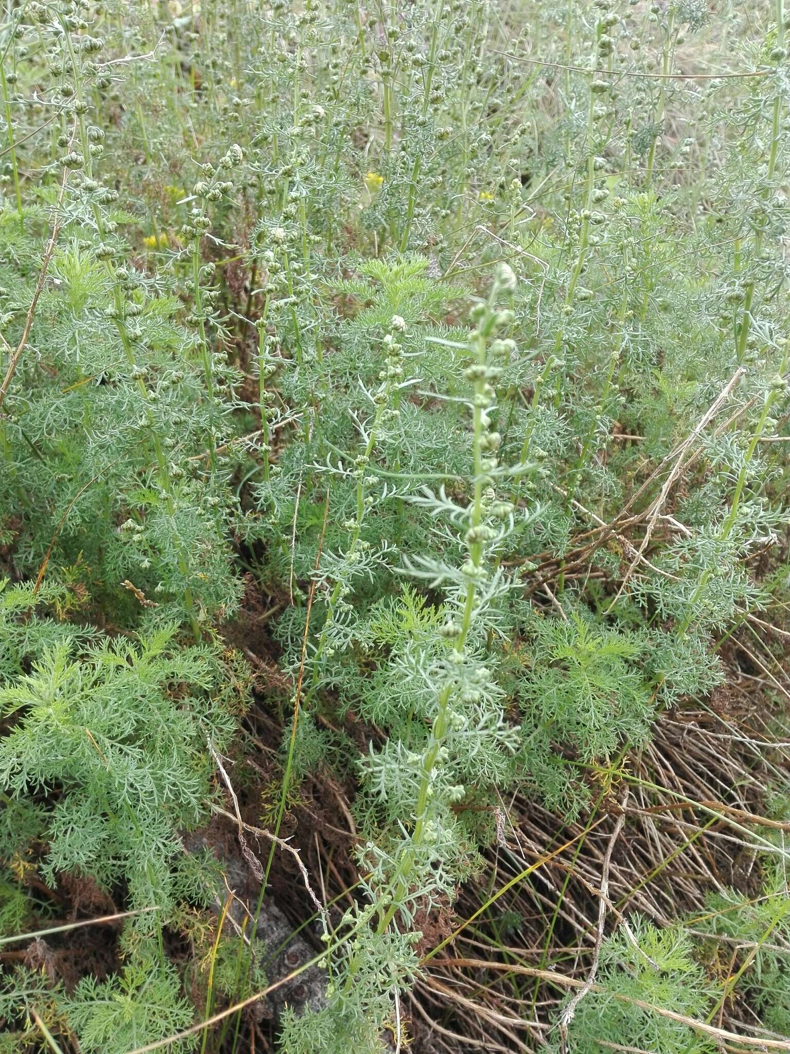 صورة Artemisia chamaemelifolia Vill.