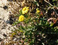 Image of French groundsel