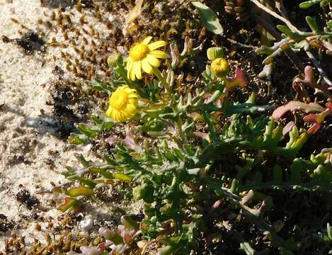 Image of French groundsel