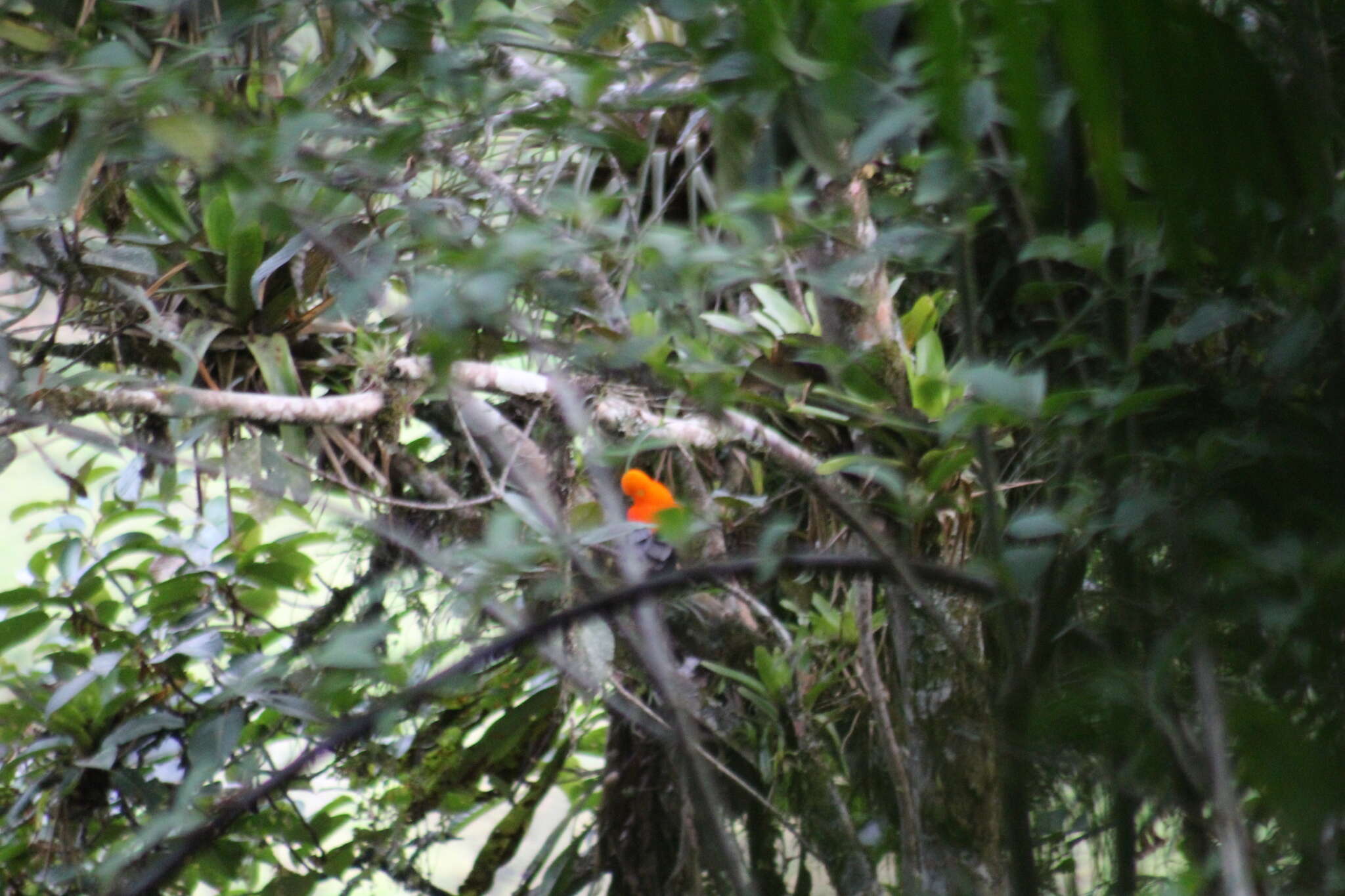 Rupicola peruvianus peruvianus (Latham 1790) resmi