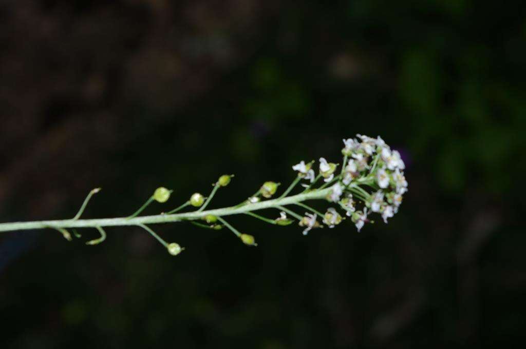 Plancia ëd Lobularia maritima subsp. maritima