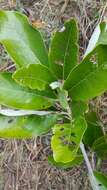 Acridocarpus excelsus subsp. perrieri Arenes的图像