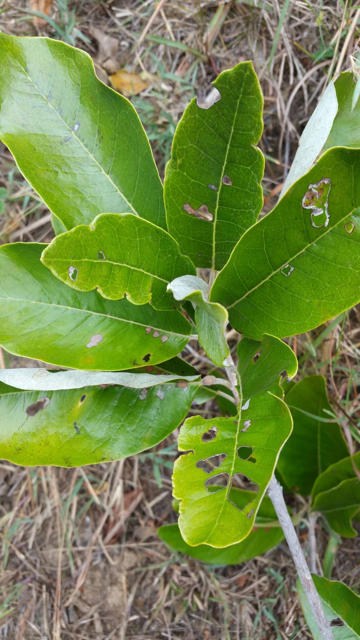 Acridocarpus excelsus subsp. perrieri Arenes的图像
