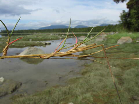 Image of Creeping Alkali Grass