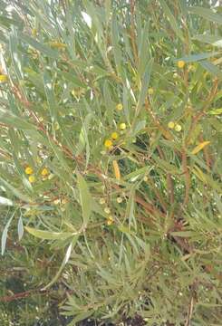 Image of Red-eyed Wattle