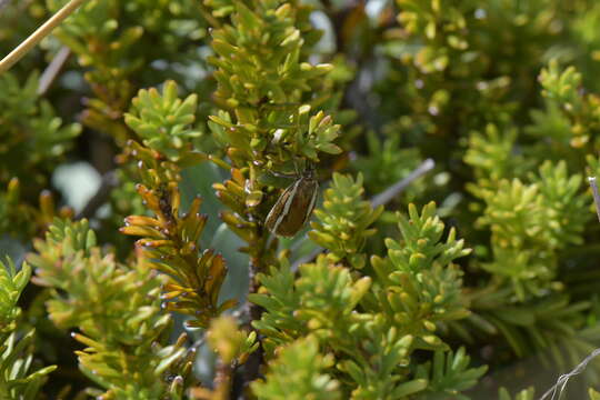 صورة Orocrambus catacaustus Meyrick 1885