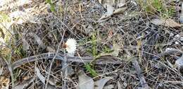 Слика од Helichrysum leucopsideum DC.