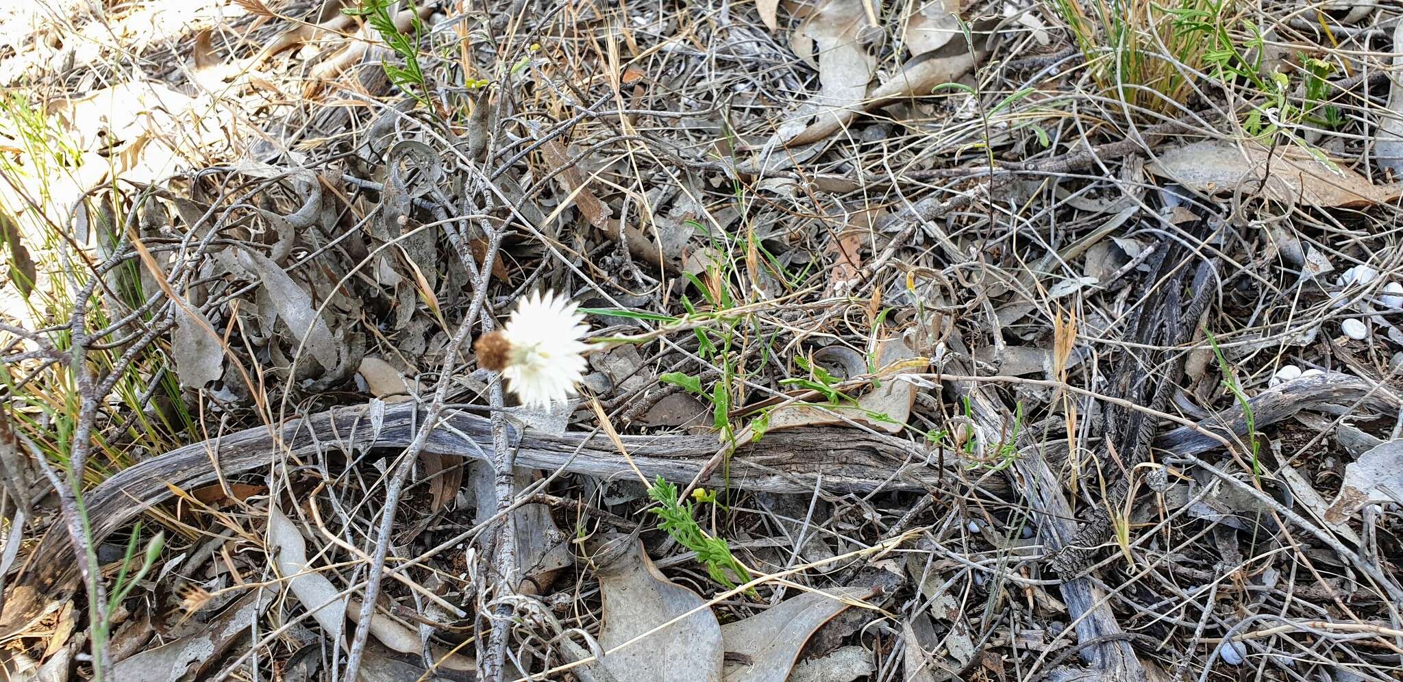 Слика од Helichrysum leucopsideum DC.