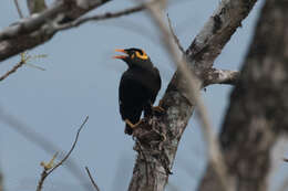 Image of Southern Hill Myna