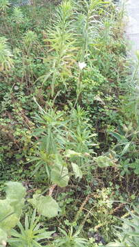 Image of Fiddle-Leaf Tobacco