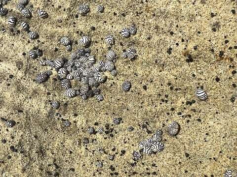 Image of Zebra nerite