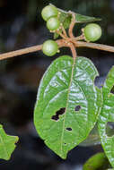 Image of Lycianthes ocellata (J. D. Sm.) Morton & Standl.