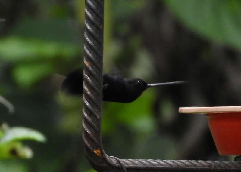 Doryfera Gould 1847 resmi