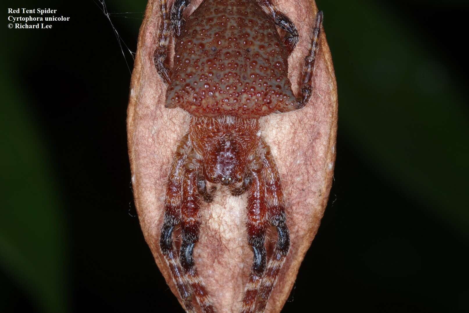 Image of Red Tent Spider