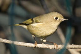 Image of Ruby-crowned Kinglet