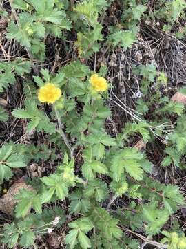 Image of bigflower cinquefoil