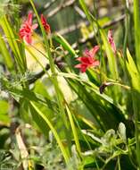 Image of Freesia grandiflora (Baker) Klatt