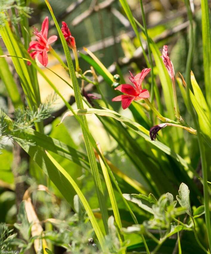 Image of Freesia grandiflora (Baker) Klatt