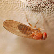 Image of Hirtodrosophila confusa (Staeger 1844)